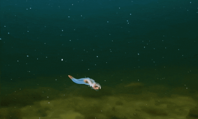 640?wx_fmt=gif 图片